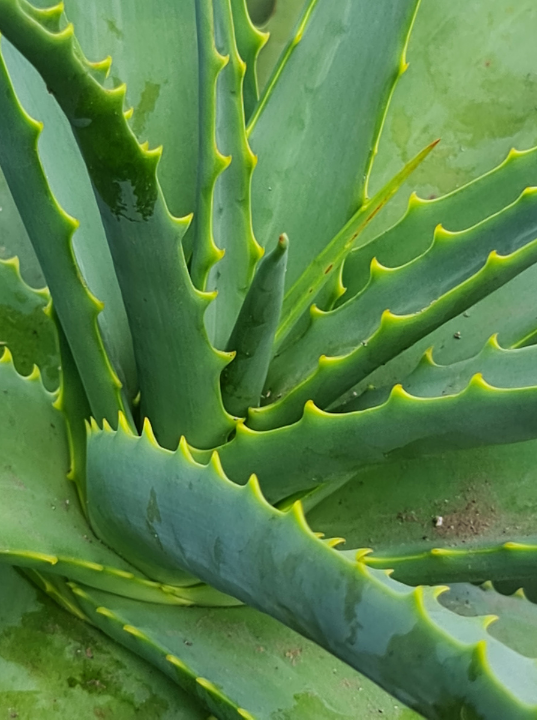 Aloe vera levelek természetes közeli részlete